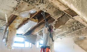 Why You Should Choose Our Mold Remediation Services in Brookville, OH